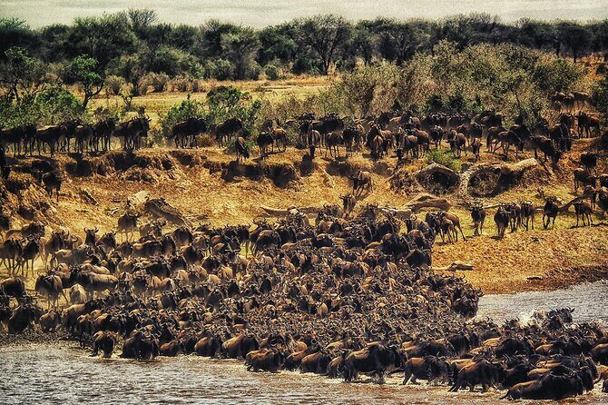 5 Days Budget Safari To Masai Mara, Lake Nakuru and Lake Naivasha - Who This Safari Fits Best (Families, Couples, and First Timers)