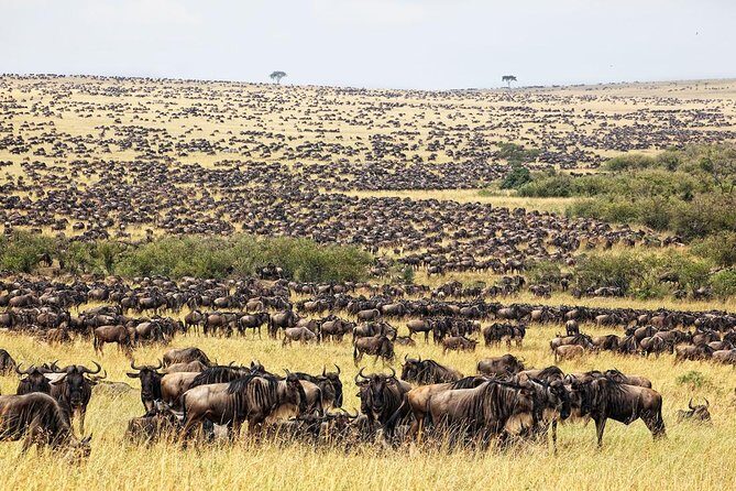 5 Days Hell's Gate, L. Naivasha, L. Nakuru & Masai Mara Luxury Safari - The Kenya loop that saves you time