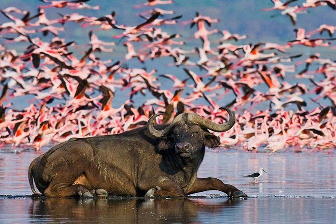 5 Days Hell's Gate, L. Naivasha, L. Nakuru & Masai Mara Luxury Safari - Masai Mara: big-cat country with a real game-drive rhythm