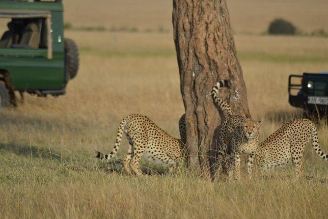 5 Days Highlights of Kenya - Key things to know before you book