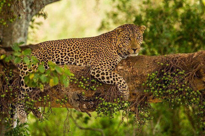5 Days Kenya Masai Mara and Lake Nakuru Private Tour - Mara day: Mara River time and why full-day tracking is worth it
