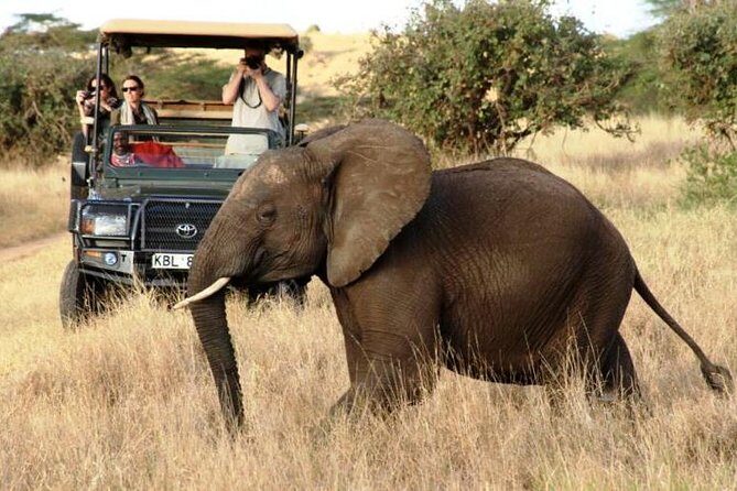 5 Days Kenya Masai Mara and Lake Nakuru Private Tour - Lake Nakuru arrival: flamingoes first, rhinos when you’re lucky (and you might be)