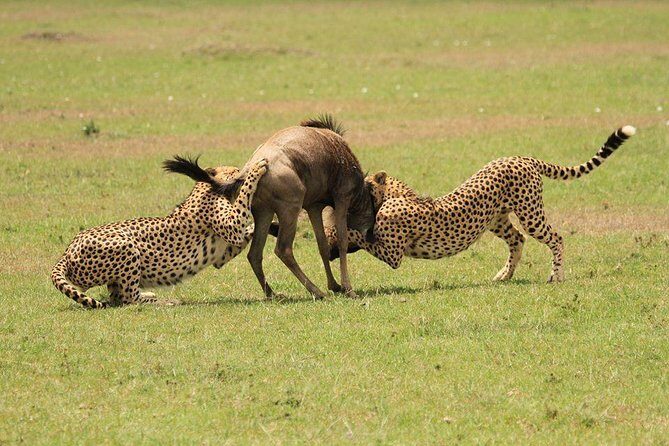 5 Days Kenya Masai Mara and Lake Nakuru Private Tour - Second Lake Nakuru morning and the Nairobi return: make it count