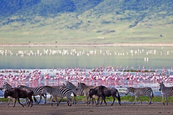 5 Days Kenya Masai Mara and Lake Nakuru Private Tour - Price and what $2,013.52 per person really buys you