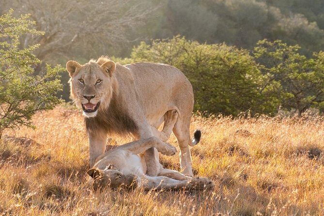 5 Days Kenya Masai Mara and Lake Nakuru Private Tour - Guide quality: the difference between seeing animals and understanding them