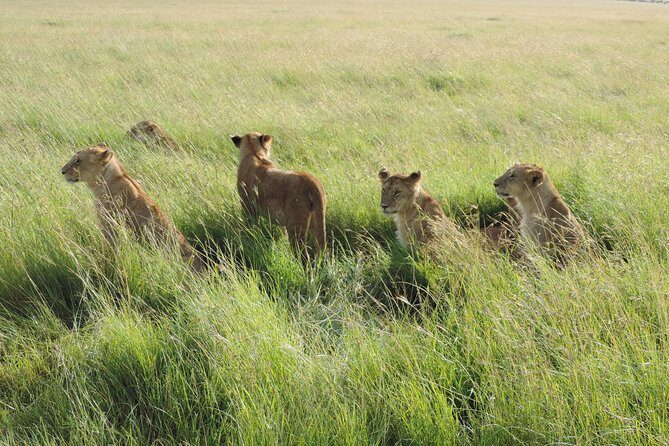 5 Days Lake Nakuru-Lake Naivasha & Maasai Mara Safari - Day 3: Maasai Mara arrival and your first full game drive taste