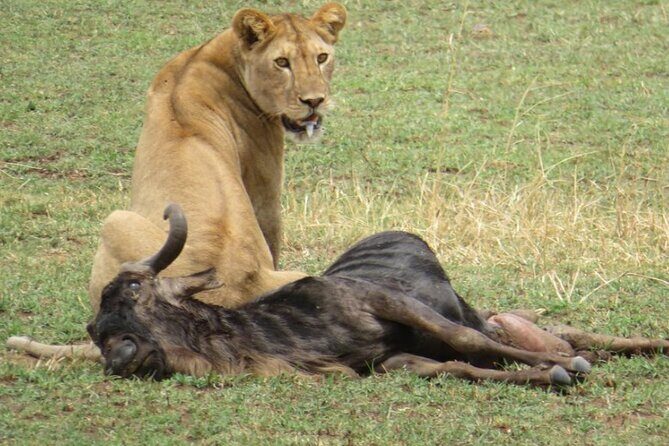 5 days Masai Mara Wildebeest migration safari - Morning briefing and the drive into Maasai Mara’s wide-open country