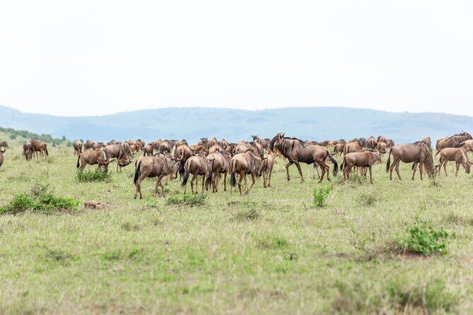 5 days Masai Mara Wildebeest migration safari - Who should book this safari, and who should pause