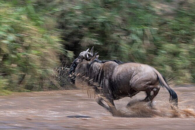 5 days Masai Mara Wildebeest migration safari - Mara River day: picnic lunch and the crossing setup with Nile crocs