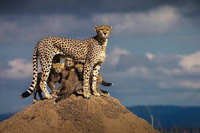 5 Days Mombasa,Tsavo East, Taita Salt Lick, Tsavo West, Amboseli, - Comfort, guides, and the lodging experience that shapes your sightings