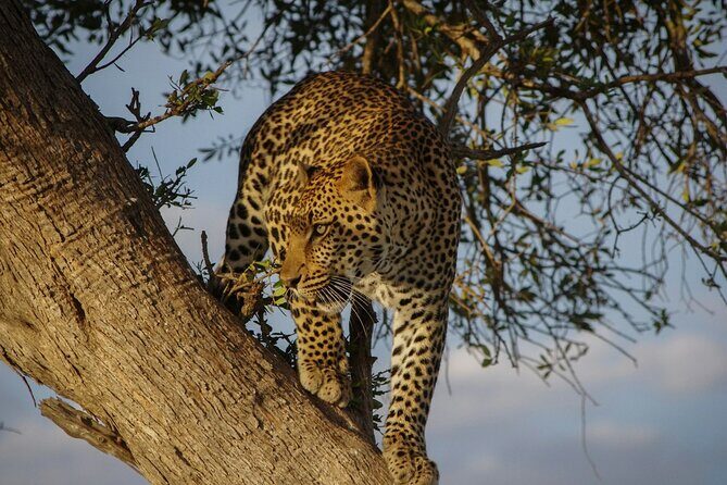5 Days of Kenyan Magic: A Whirlwind Safari Adventure - Day 1 from Nairobi to Maasai Mara: First Game Drive Momentum