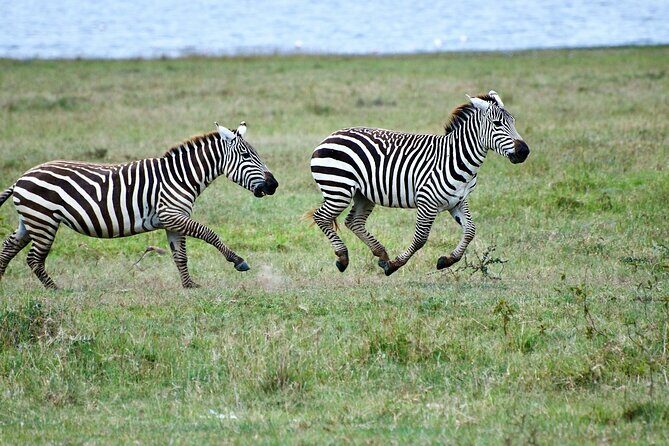 5 Days of Kenyan Magic: A Whirlwind Safari Adventure - Lake Nakuru on Day 3: Flamingos at the Water’s Edge
