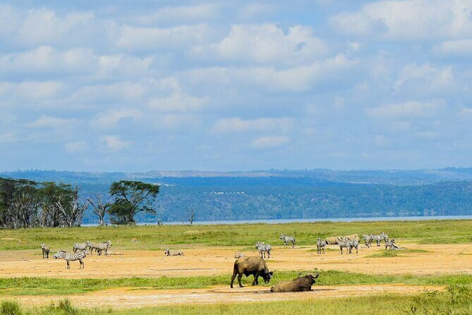 5 Days of Kenyan Magic: A Whirlwind Safari Adventure - Your Final Morning on Day 5: Naivasha, Then Hell’s Gate If You Want More