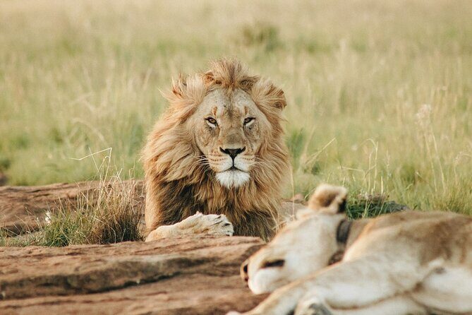 5 Days of Kenyan Magic: A Whirlwind Safari Adventure - Maasai Mara Game Drives on Day 1 and Day 2: The Main Event
