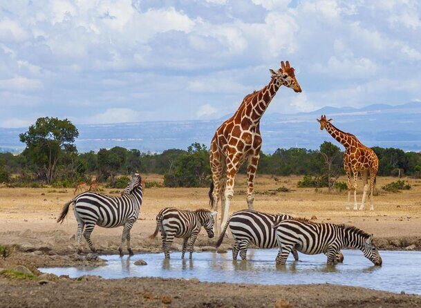 5 Days Ol Pejeta-Lake Nakuru-Masai Mara Mid-Comfort Safari - Key things to know before you go