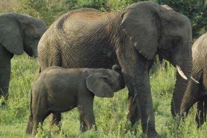 5 Days Ol Pejeta-Lake Nakuru-Masai Mara Mid-Comfort Safari - Day 4: A full day in Masai Mara with picnic-style lunch inside the park