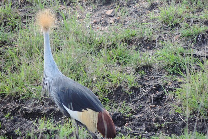 5 Days Ol Pejeta-Lake Nakuru-Masai Mara Mid-Comfort Safari - What you get with mid-comfort lodging in a luxury tented camp