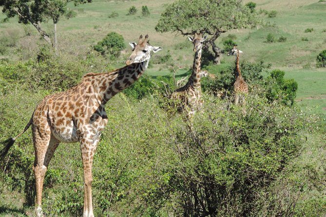 5 Days Ol Pejeta-Lake Nakuru-Masai Mara Mid-Comfort Safari - Private-group pace, real driving time, and why your guide can make or break it