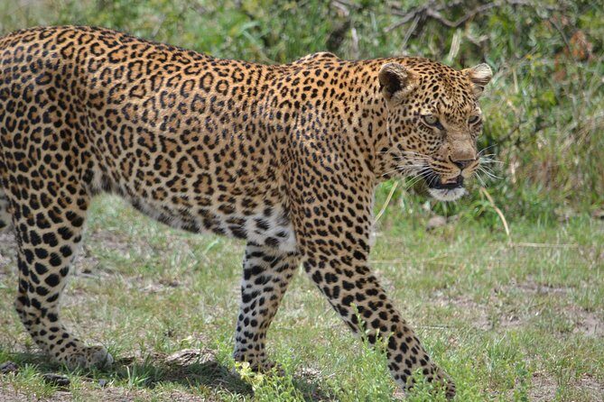 5 Days Ol Pejeta-Lake Nakuru-Masai Mara Mid-Comfort Safari - How Ol Pejeta’s conservation focus changes your whole game drive