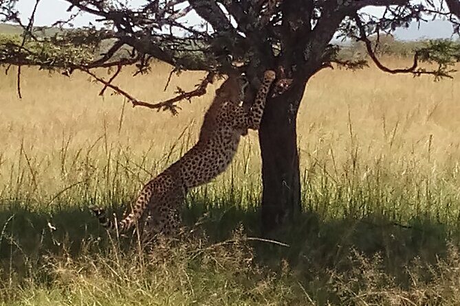 5 Days Safari to Aberdare N/P, Nakuru N/P and Maasai Mara N/R. - From Thompson’s Falls to Lake Nakuru Lodge: Rhinos, Flamingos, and That Pink Sunset