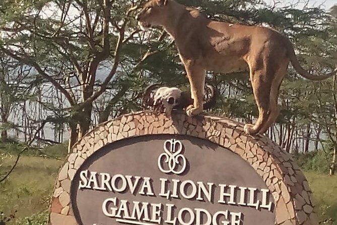 5 Days Safari to Aberdare N/P, Nakuru N/P and Maasai Mara N/R. - Maasai Mara First Drive: Dawn Light Is When the Cats Work