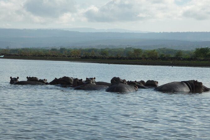 5 Days Safari to Amboseli N/P, Lake Naivasha, Maasai Mara N/R. - Amboseli: the Kilimanjaro elephant show at Amboseli Sentrim Lodge