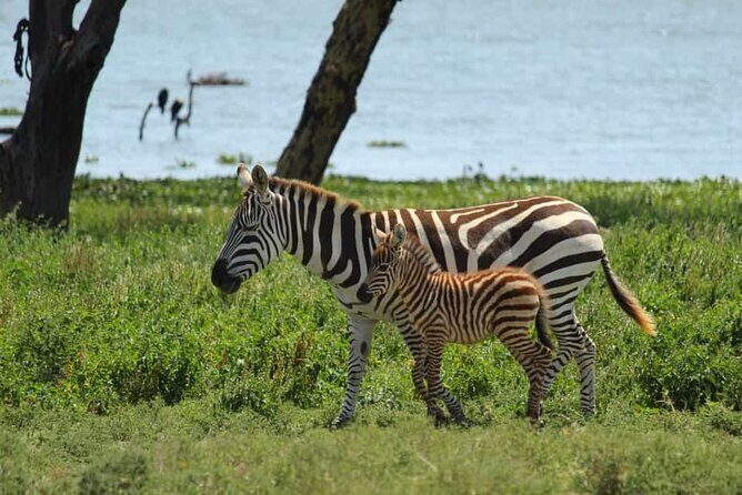 5 Days Safari to Amboseli N/P, Lake Naivasha, Maasai Mara N/R. - Lake Naivasha boat ride: hippos close up and fish-eagles at work