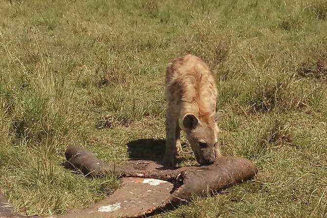 5 Days Safari to Amboseli N/P, Lake Naivasha, Maasai Mara N/R. - Sunrise and the final Mara drive before heading back to Nairobi