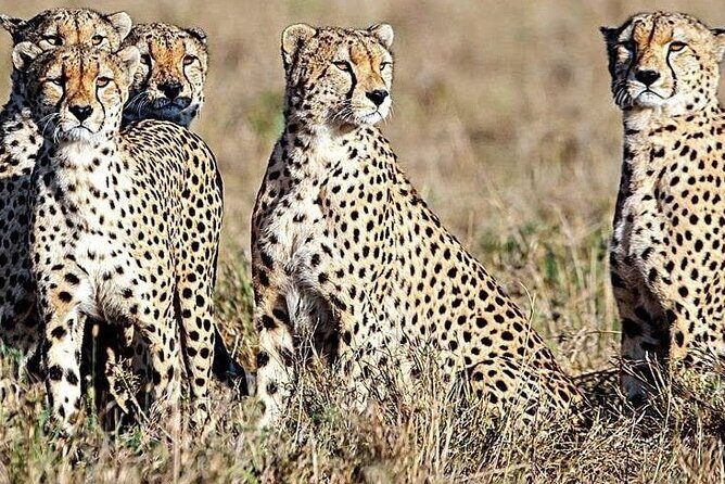 5 Days Safari to Amboseli N/P, Lake Naivasha, Maasai Mara N/R. - Lodges and comfort: 4-star on safari without losing the wild feel
