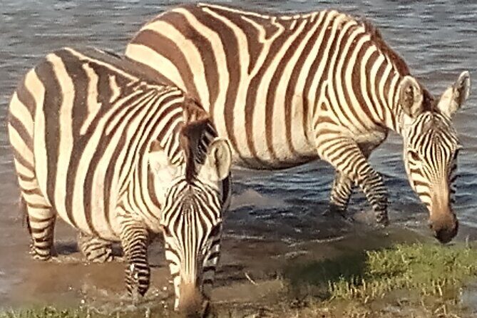 5 Days Safari to Amboseli N/P, Lake Naivasha, Maasai Mara N/R. - Price and logistics: is $2,800 per person good value?