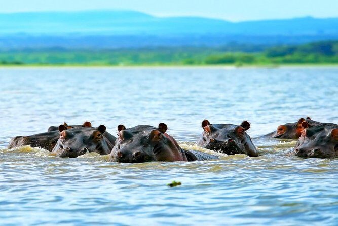 5 Days safari to Maasai Mara ,Lake Nakuru and Hell's gate national park - Key highlights to know before you go