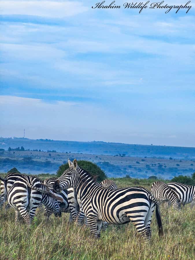 5-Hour Nairobi National Park 4x4 Safari with Free Pickup - Key things I’d clock before you go