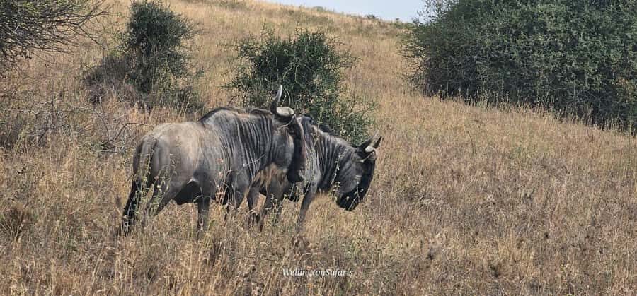 5-Hour Nairobi National Park 4x4 Safari with Free Pickup - Wildlife highlights: lions, rhinos, giraffes, zebras, buffaloes