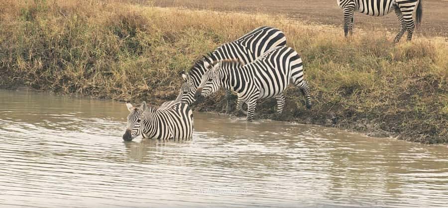 5-Hour Nairobi National Park 4x4 Safari with Free Pickup - Group size options: shared fun vs private control