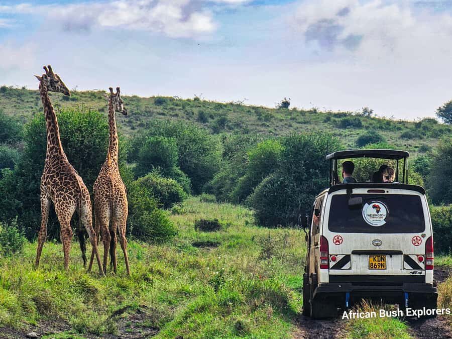 5-Hour Nairobi National Park 4x4 Safari with Free Pickup - What to bring for comfort (and fewer problems)