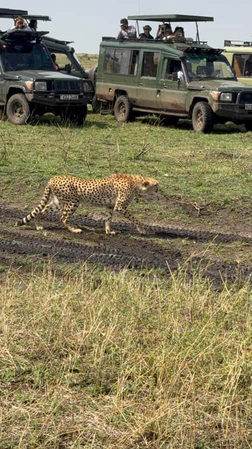 5-Hours Nairobi National Park Game Drive 4x4 Vehicle - Inside the park: what an open-roof 4x4 changes for wildlife spotting