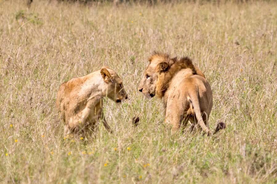 5-Hours Nairobi National Park Game Drive 4x4 Vehicle - Lions, rhinos, giraffes, zebras, plus 400+ bird species