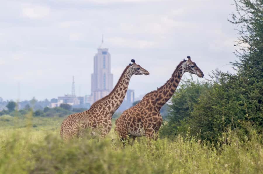 5-Hours Nairobi National Park Game Drive 4x4 Vehicle - The guide’s role: not just facts, but better sightings