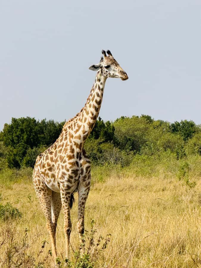5-Hours Nairobi National Park Game Drive 4x4 Vehicle - Kazuri Beads Factory: a good balance after the game drive