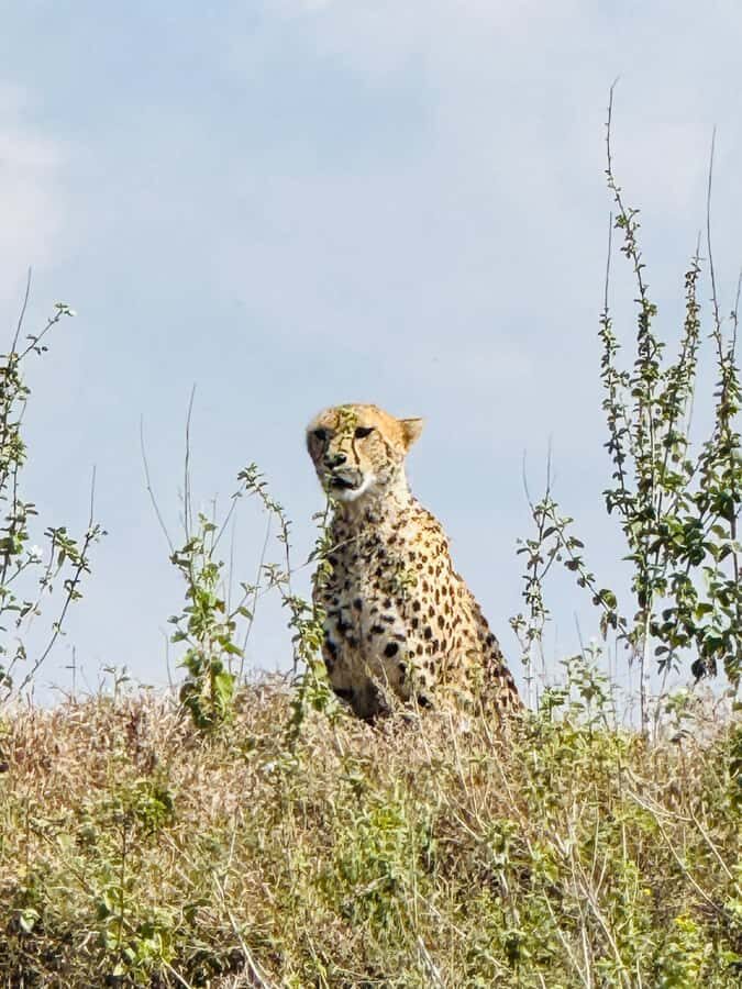 5-Hours Nairobi National Park Game Drive 4x4 Vehicle - What to bring (so the day feels comfortable, not stressful)