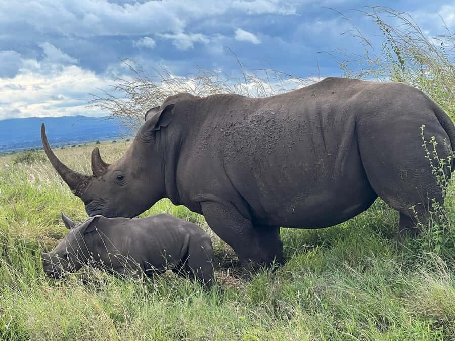 5-Hours Nairobi National Park Game Drive 4x4 Vehicle - How the 5-hour schedule actually works (and why it matters)