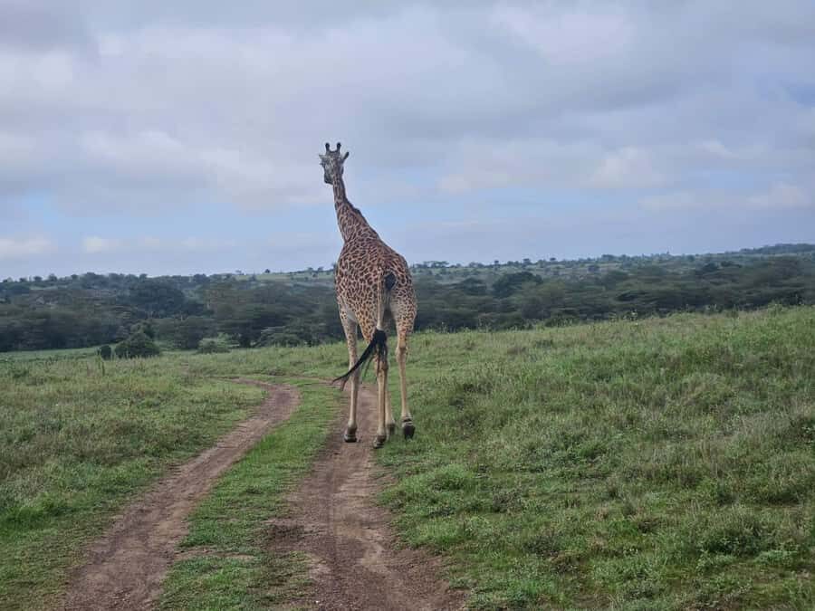 5 Hours Nairobi National Park Game Drive Tour 4x4 Open Roof - The Quick City-to-Park Hop You’ll Feel in Your Schedule