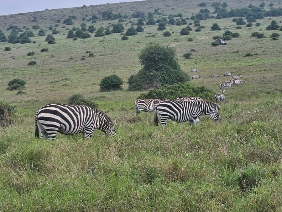 5 Hours Nairobi National Park Game Drive Tour 4x4 Open Roof - Wildlife Chances: Lions, Rhinos, Buffalo, and the Big-Cat Momentum