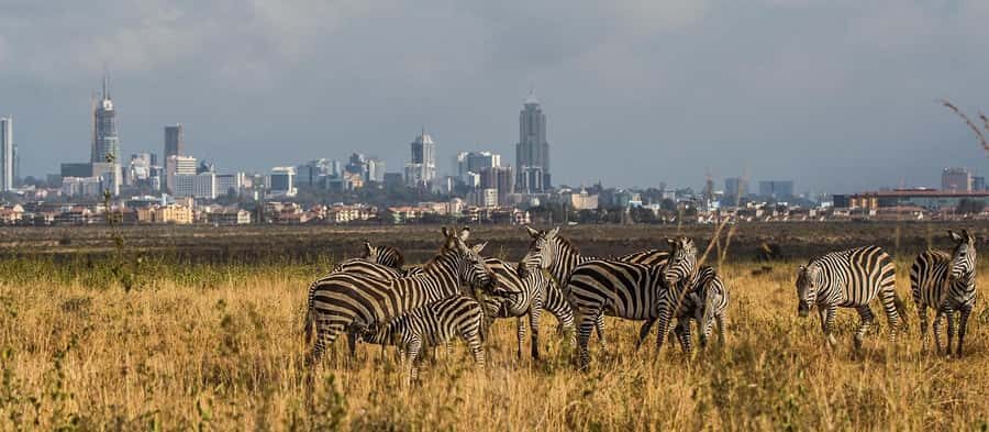 5 Hours Nairobi National Park Game Drive Tour 4x4 Open Roof - How Guides Shape the Day: Speed, Sightings, and Calm Driving