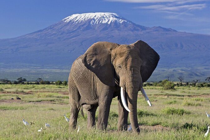 5days Tour Tsavo East & west, Amboseli from Mombasa / Nairobi - Key Things To Know Before You Go