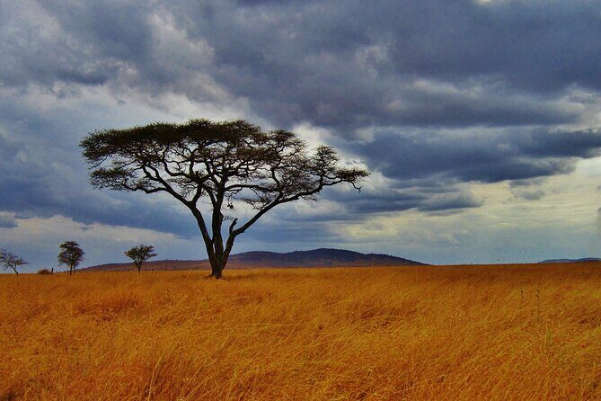 5days Tour Tsavo East & west, Amboseli from Mombasa / Nairobi - Amboseli Day 3: Security Convoy Lunch and Prime Game-Drive Time