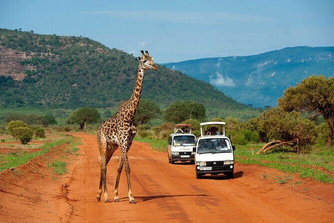 5days Tour Tsavo East & west, Amboseli from Mombasa / Nairobi - Who This Safari Suits Best