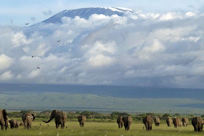5days Tour Tsavo East & west, Amboseli from Mombasa / Nairobi - Tsavo West’s Elephant Action and Why Ngulia Lodge Fits