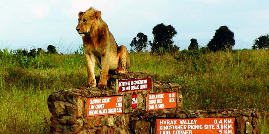5Hrs Nairobi National Park MorningEvening Gamedrive 4x4 Van - Key Things You’ll Notice on This Nairobi Game Drive