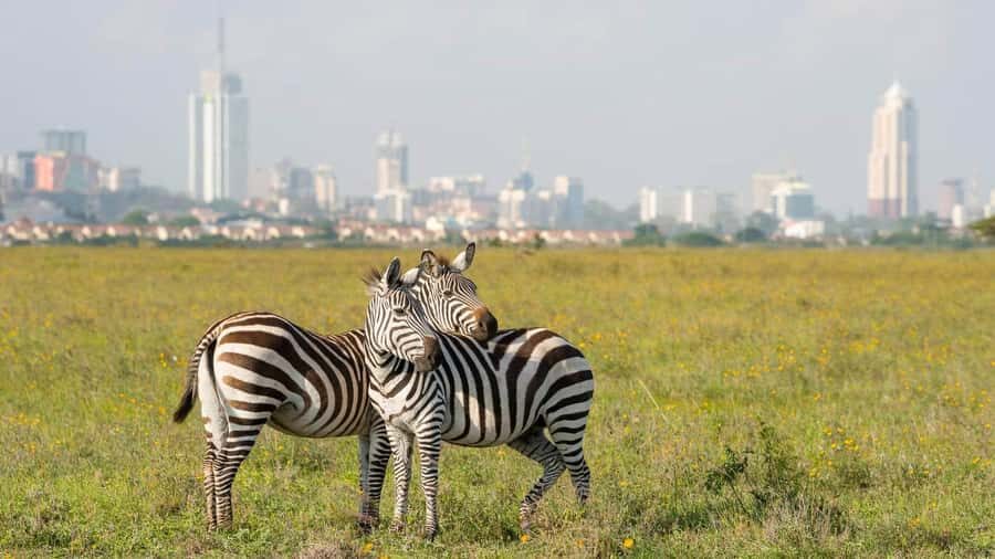 5Hrs Nairobi National Park MorningEvening Gamedrive 4x4 Van - Rooftop 4x4 Van and Photo Time: Worth Confirming Before You Go